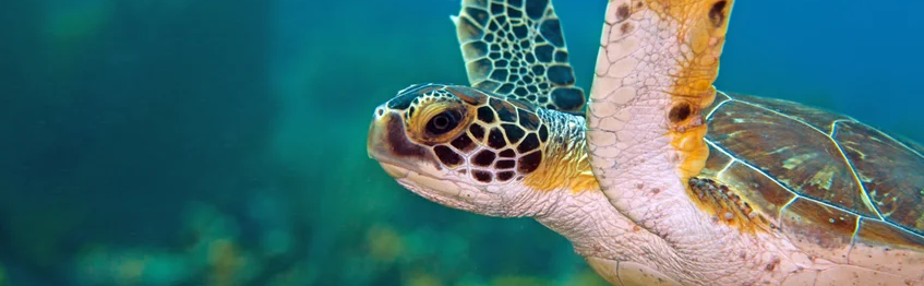 turtle